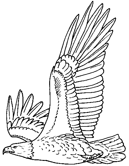 Coloriage Aigle Chauve Dessin Aigle