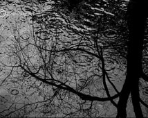 Nature Photograph Tree Reflection In Rain Puddle    
