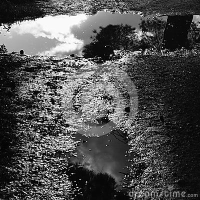 Puddles Of Water With Tree Reflections Sunlight On Muddy Ground After