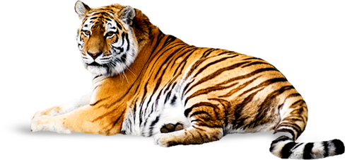 Tiger Png Image Free Download Tigers   Tiger Png Image Free