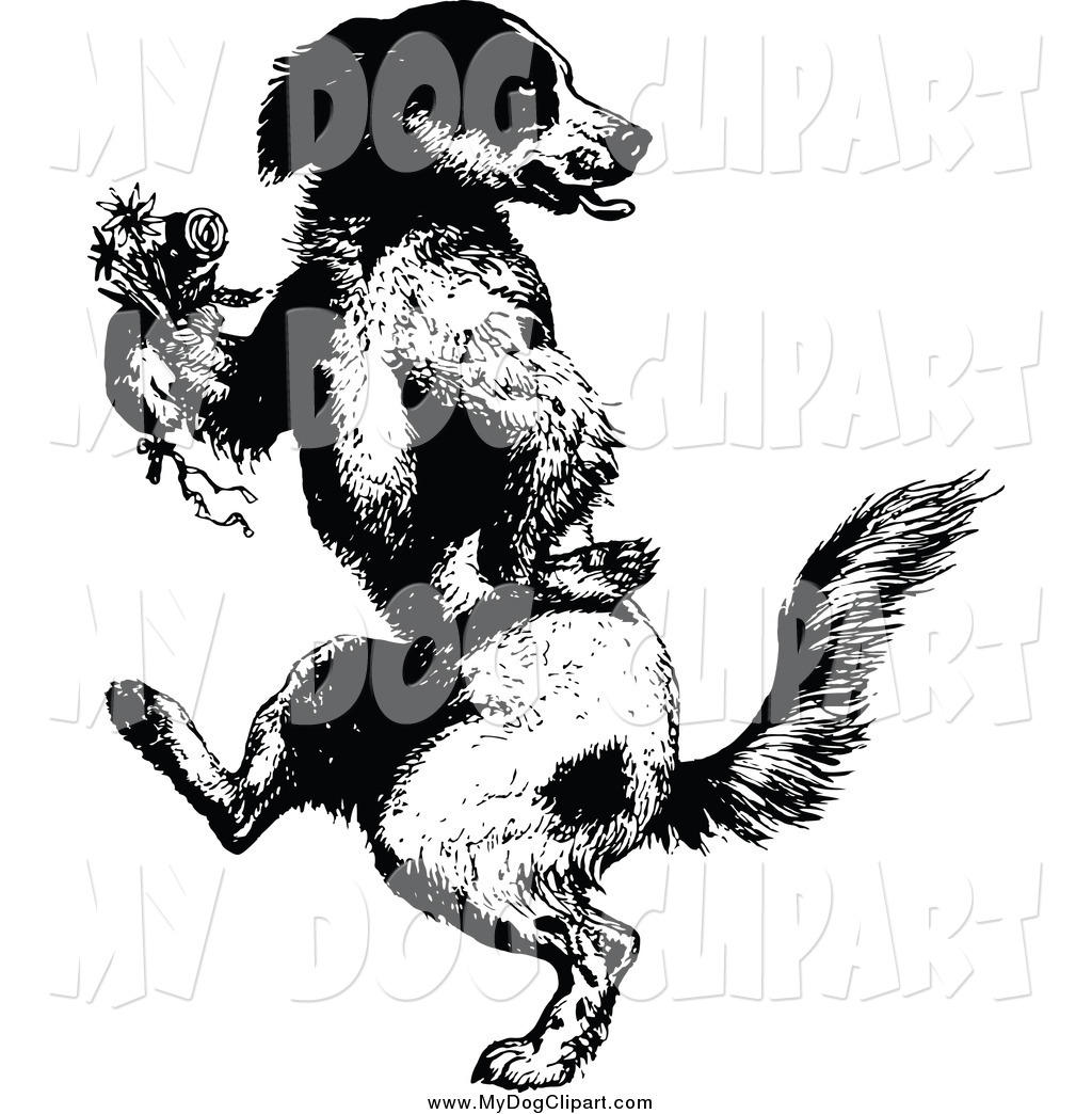 Black And White Dog Dancing Upright With A Boutonniere Retro Black And    