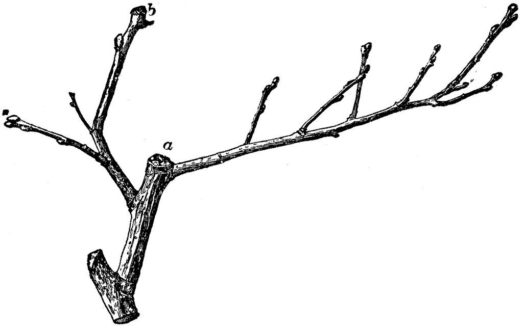 Twig Of Quince