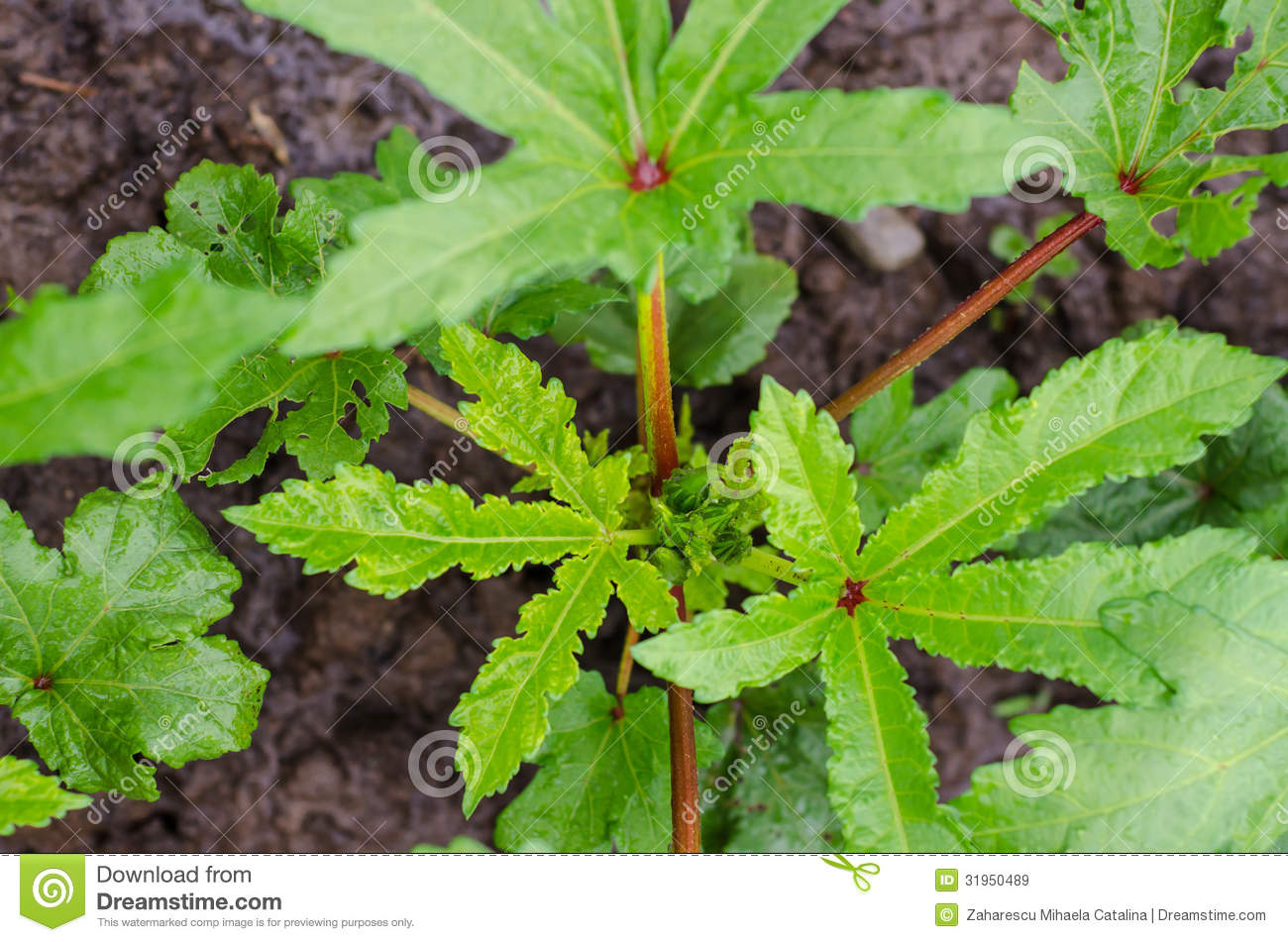 Okra Plant Detail Royalty Free Stock Images   Image  31950489