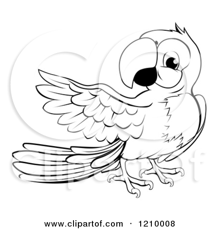 Black And White Presenting Macaw Parrot   Royalty Free Vector Clipart