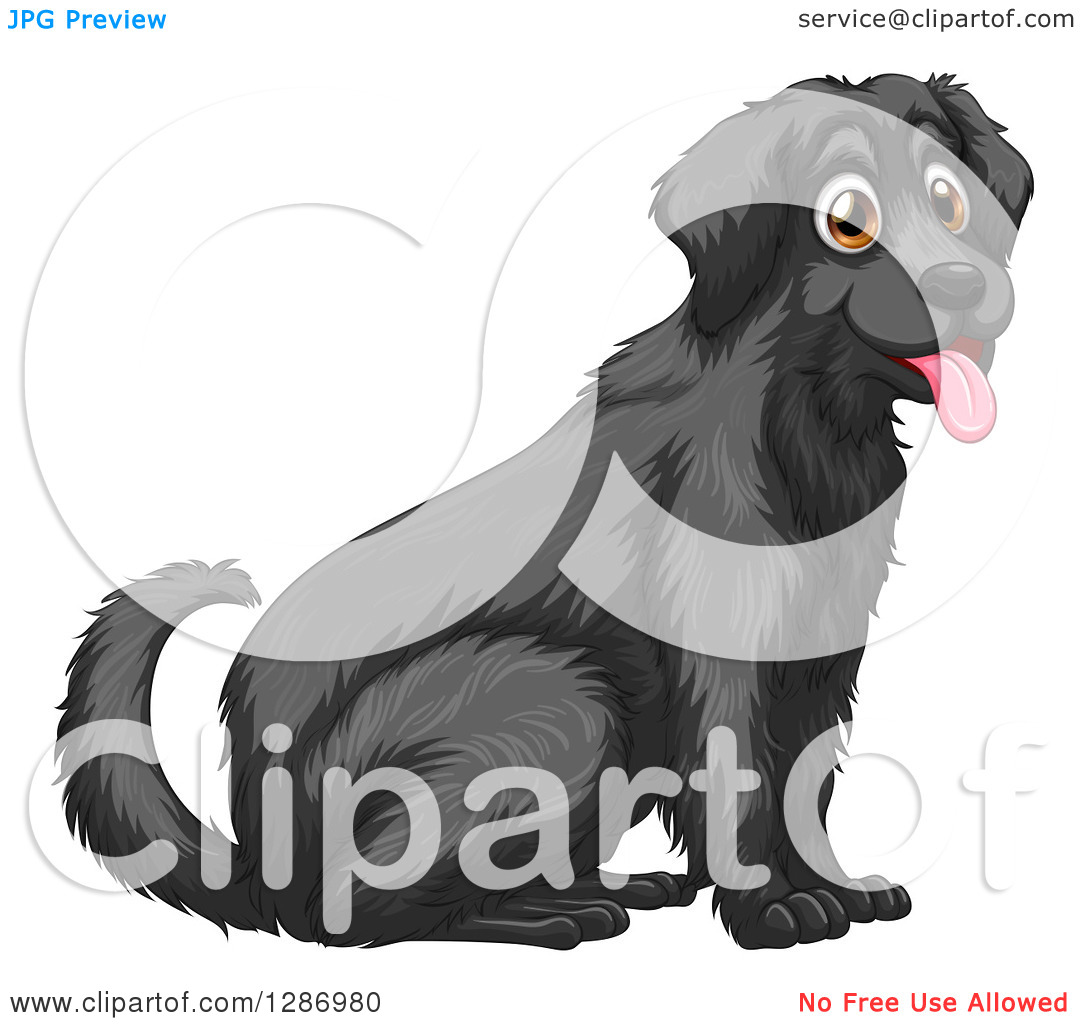Clipart Of A Happy Black Labrador Retriever Dog Sitting And Panting