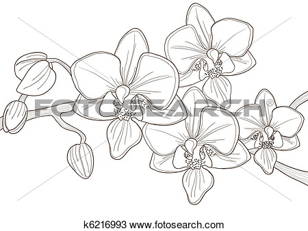 Clipart   Twig Of Orchid   Fotosearch   Search Clip Art Illustration