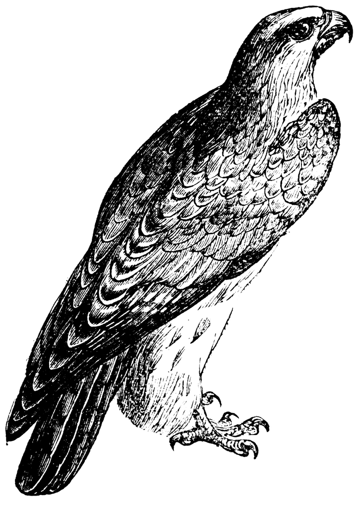 Falcon   Clipart Etc