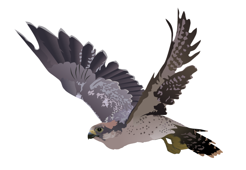 Falcon Clipart Realistic Falcon Clip Art
