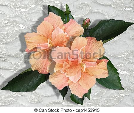 Lace   Single Hibiscus Flower On Lace    Csp1453915   Search Clipart    