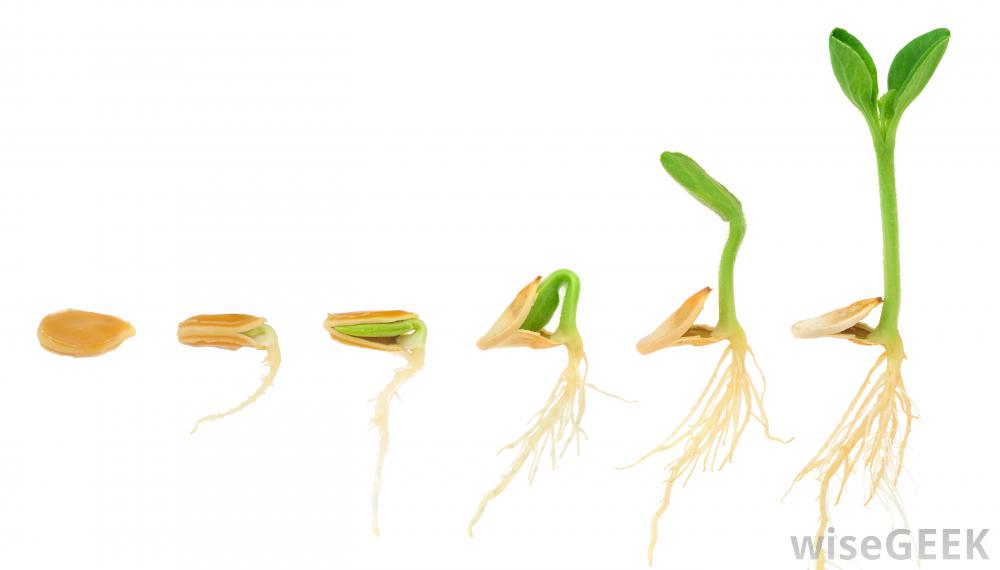 Amylase Enzymes Help Plants Develop As The Seeds Germinate Sprout
