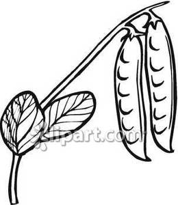 Black And White Pea Pods Growing   Royalty Free Clipart Picture