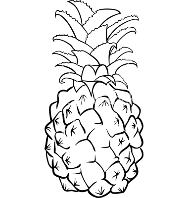 Pineapple Fruit For Coloring Book Vector By Igor Zakowski   Image    