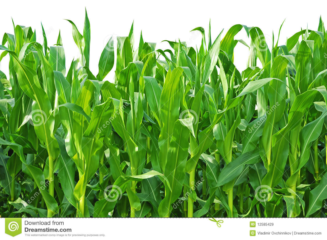 Rows Of Corn Stalks Growing On A Farm Royalty Free Stock Images