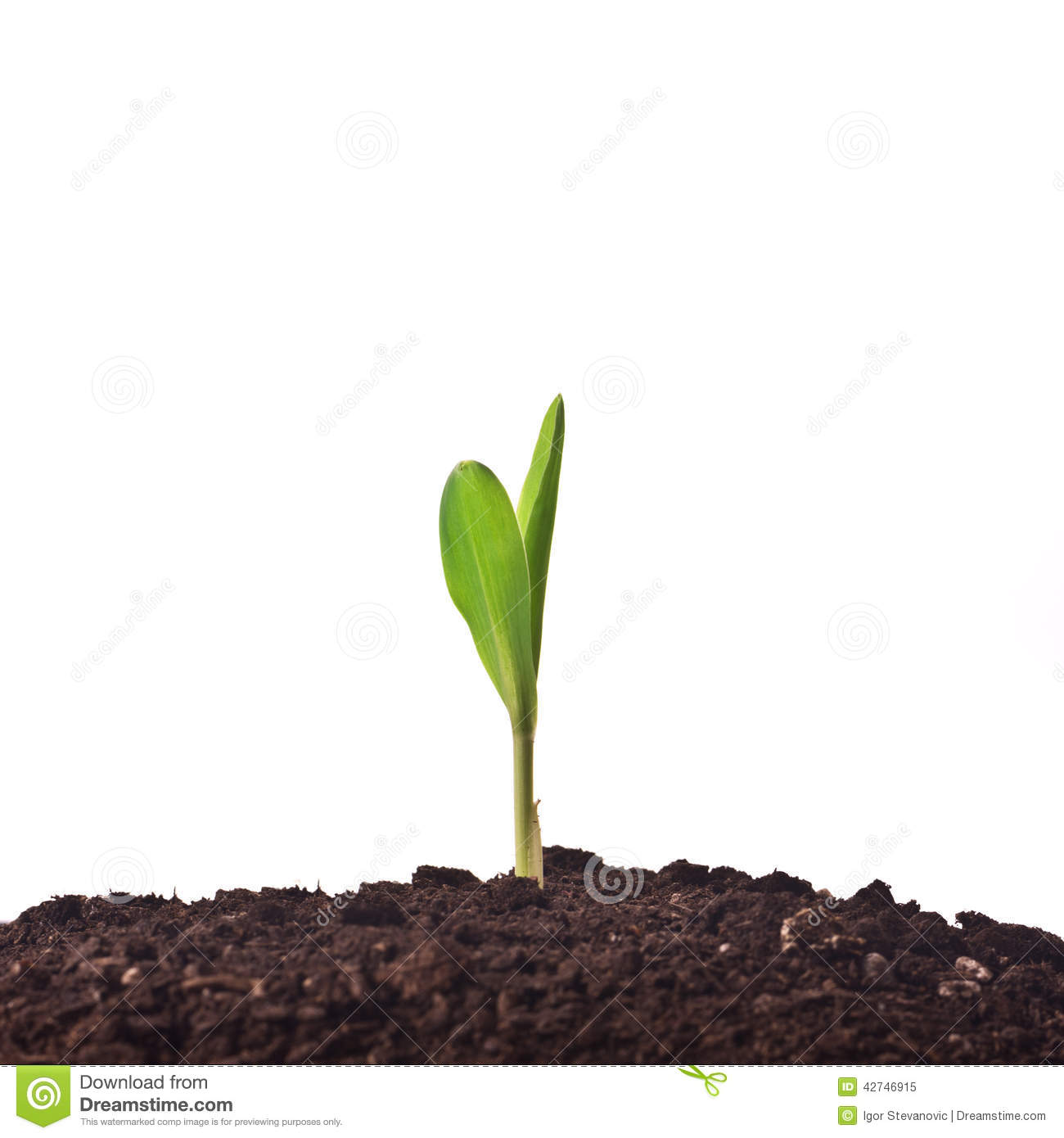 Young Corn Plant Sprout Growing From The Ground  Agricultural