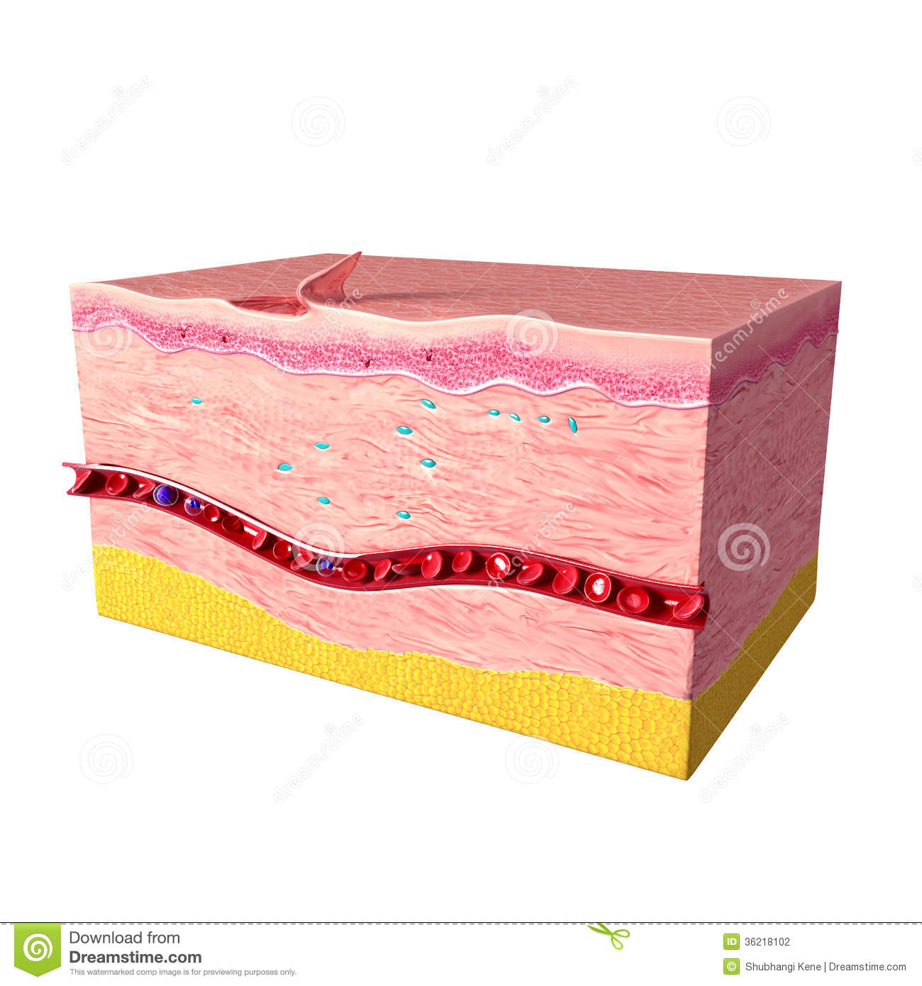 Anatomy Of Tissue Tepair In Human Skin Stock Photography   Image