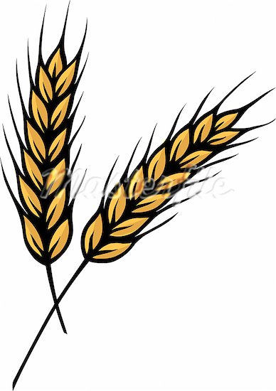 Cartoon Grain Products Cartoon Grain Cartoon Wheat