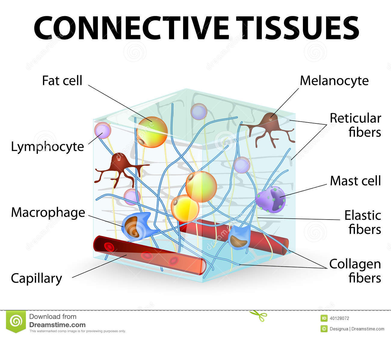 Connective Tissue That Supports Binds Or Separates More Specialized