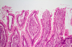 Human Tissue Cells Clipart Skin Body Tissue