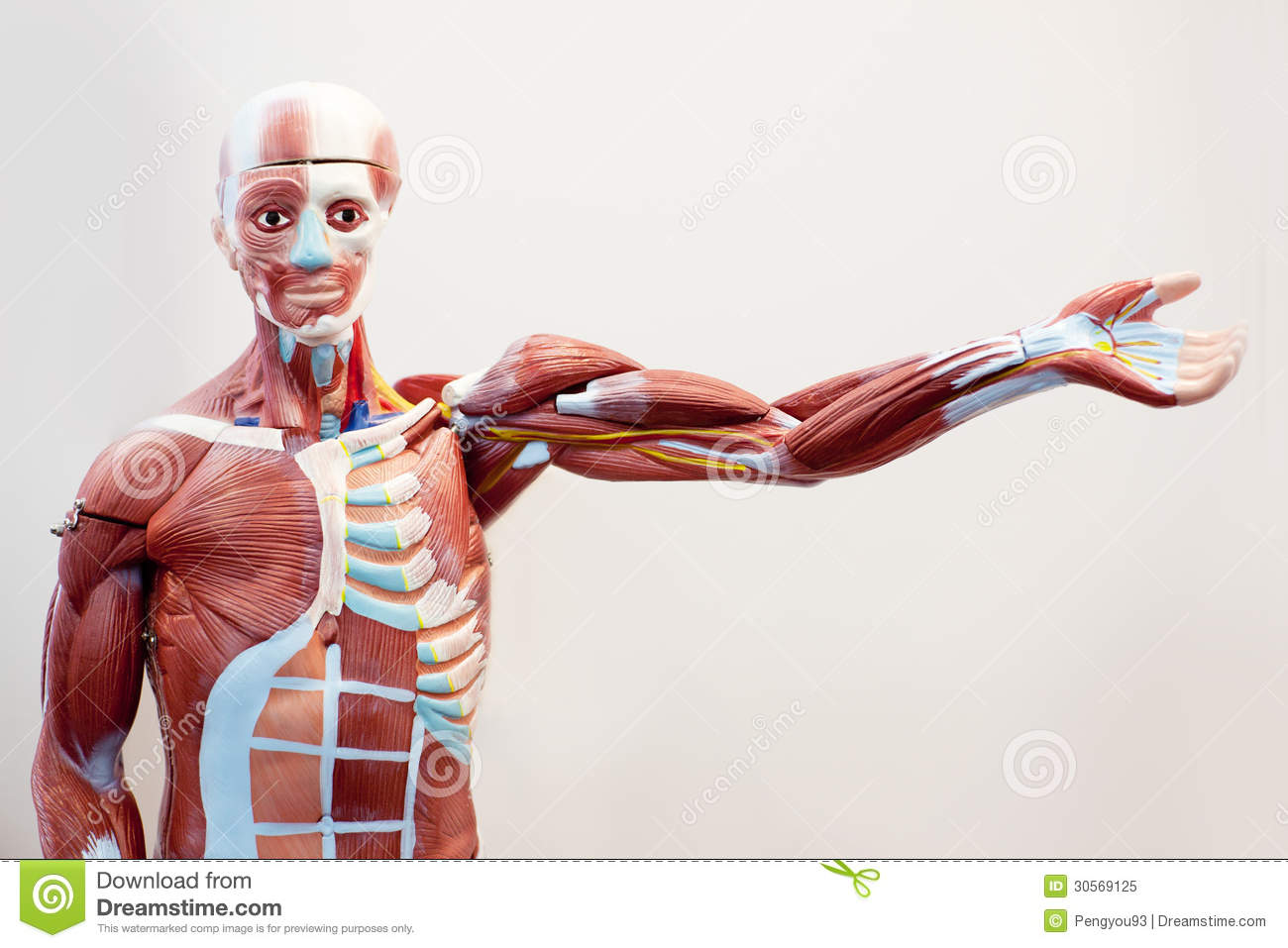 Mannequin Body Muscle Tissuemannequin Body Organs