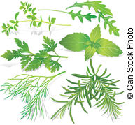 Collection Of Fresh Herbs Stock Illustration