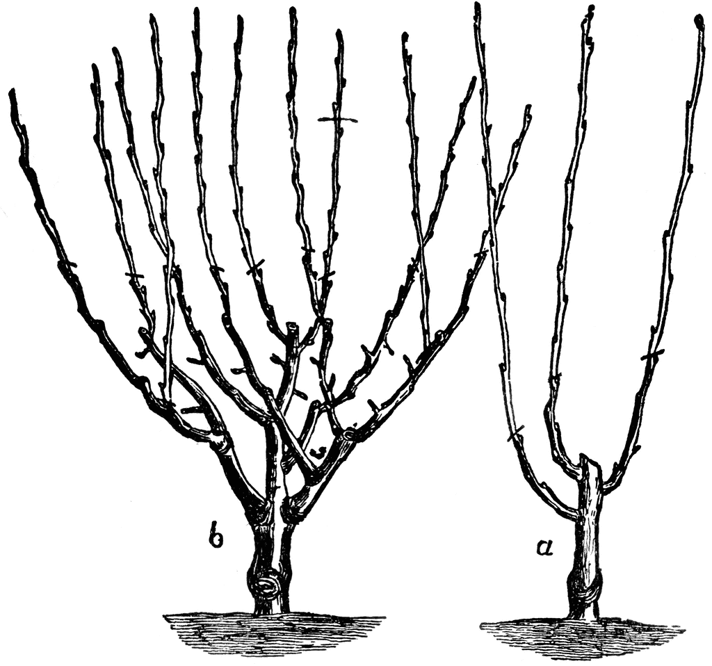 Dwarf Tree Pruning   Clipart Etc