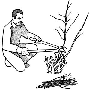 Figure 8  Renewal Pruning    Yard Gardening   Pinterest