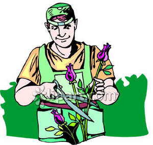 Gardener Pruning A Rose Bush Royalty Free Clipart Picture