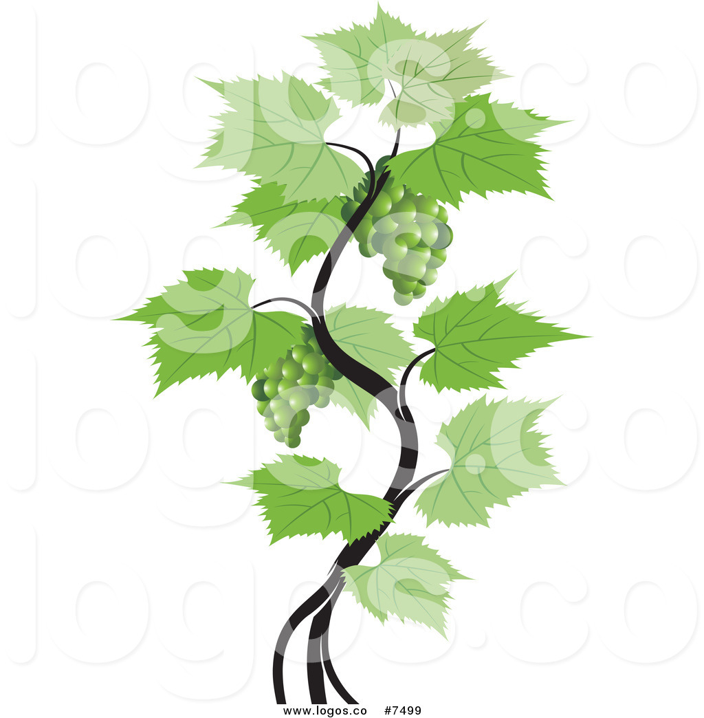 Preview  Royalty Free Vector Of A Green Grapes Vine Logo By Lal Perera