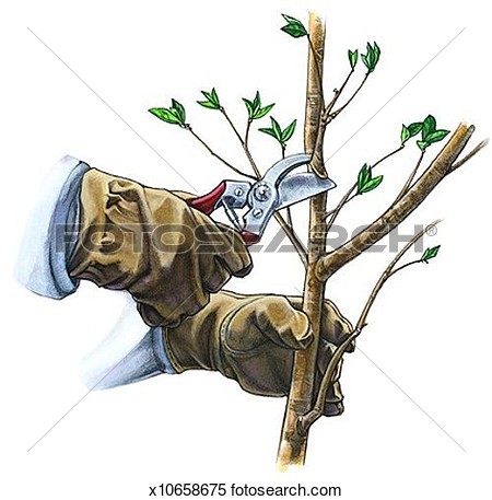 Stock Illustration   Pruning A Branch  Fotosearch   Search Clipart