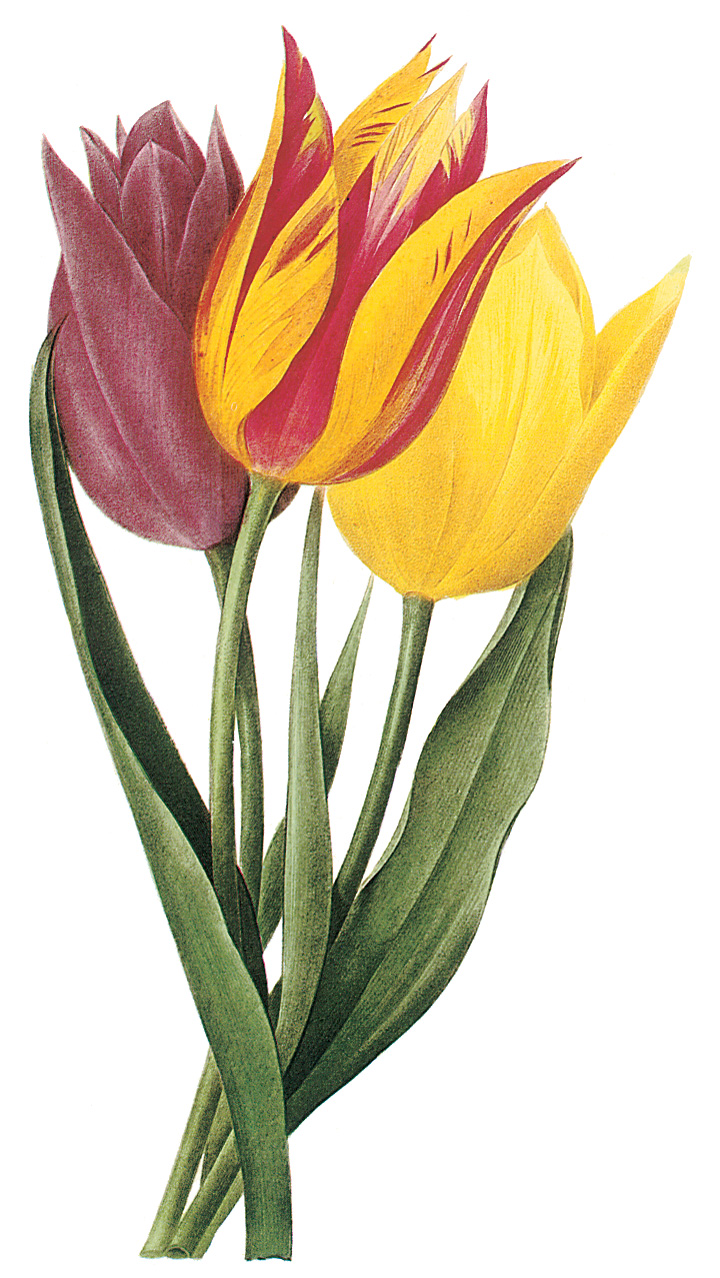 Tulip Border Clipart Clip Art   Spring Tulips