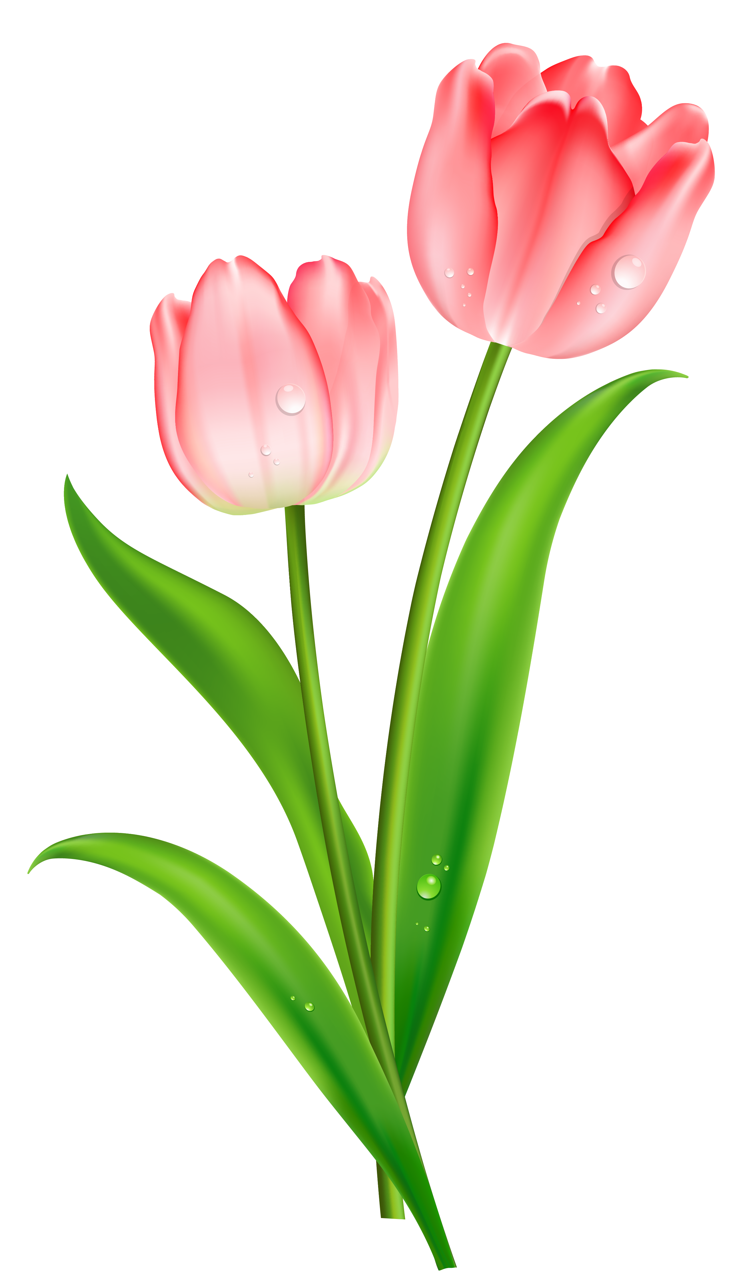 Tulip Border Clipart