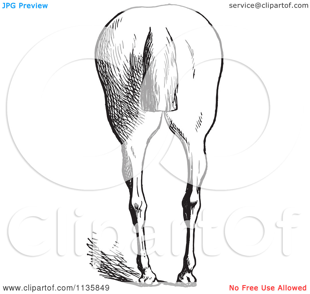 Vintage Engraved Horse Anatomy Of Bad Hind Quarters In Black And White