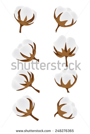 Cotton Boll Stock Photos Images   Pictures   Shutterstock