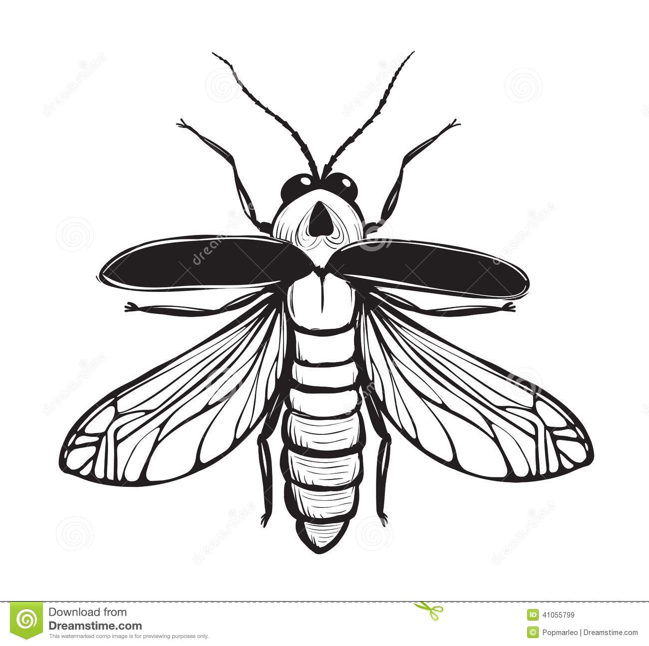 Firefly Insect Black Inky Drawing Stock Vector   Image  41055799