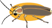 For Flies Pictures   Graphics   Illustrations   Clipart   Photos