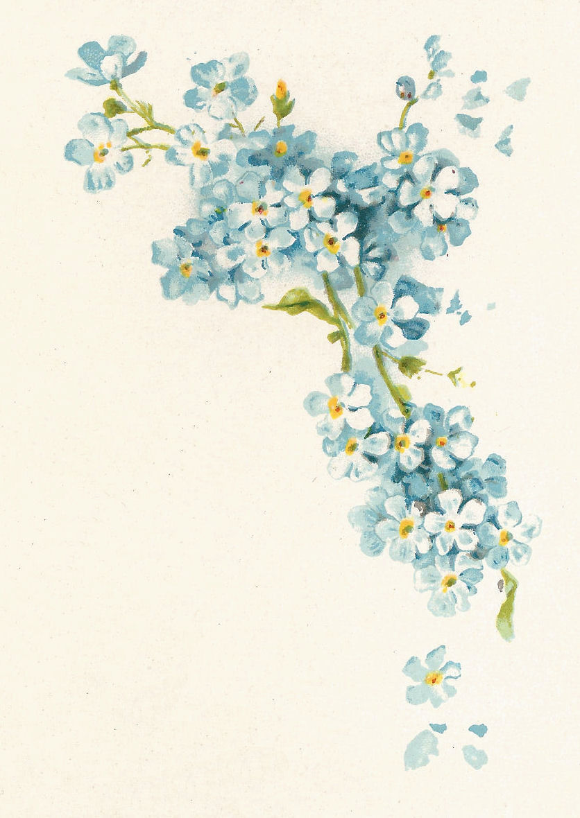 Free Vintage Flower Graphic  Blue Forget Me Not Flowers Corner Design