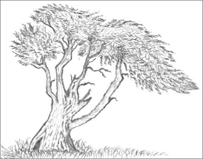 Knew As Soon As I Saw The Picture Of This Tree That I Had To Draw It    