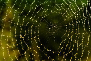 Spider Web  Spider Web
