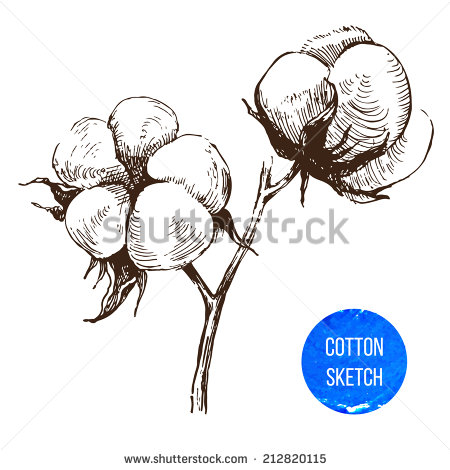 Vector Cotton   Cotton Free Vectors Download   4vector