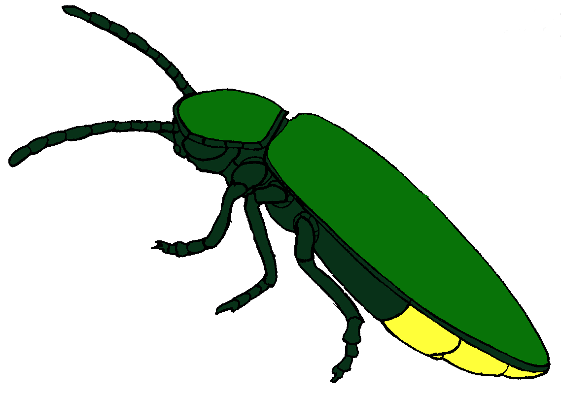 Viewing Gallery For   Firefly Insect Clipart
