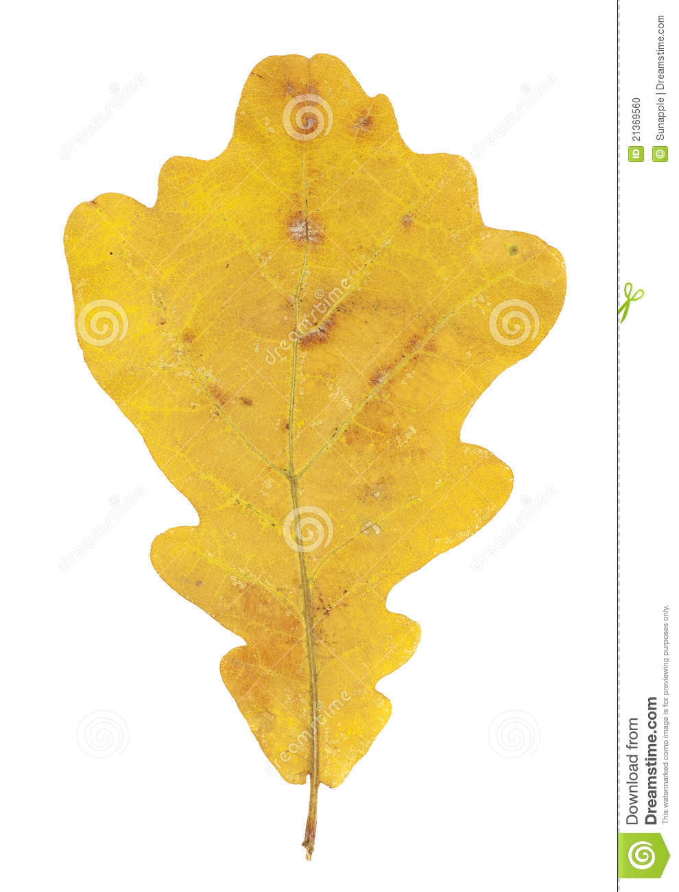 Bright Yellow Autumn Oak Leaf On White Background Stock Photo   Image    