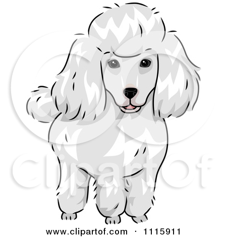 Clipart Cute White Poodle Dog   Royalty Free Vector Illustration By