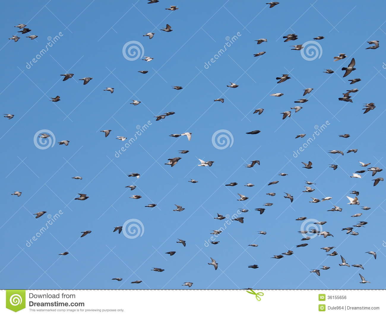 Flock Of Birds On Blue Sky Background Flock Of Doves Flying