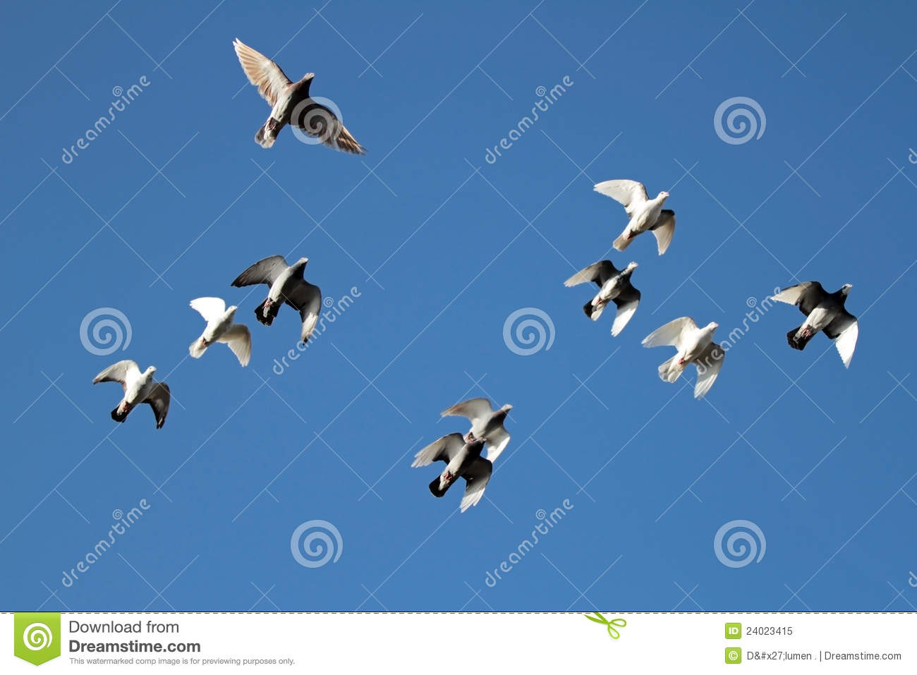 Flock Of Pigeins Royalty Free Stock Photo   Image  24023415