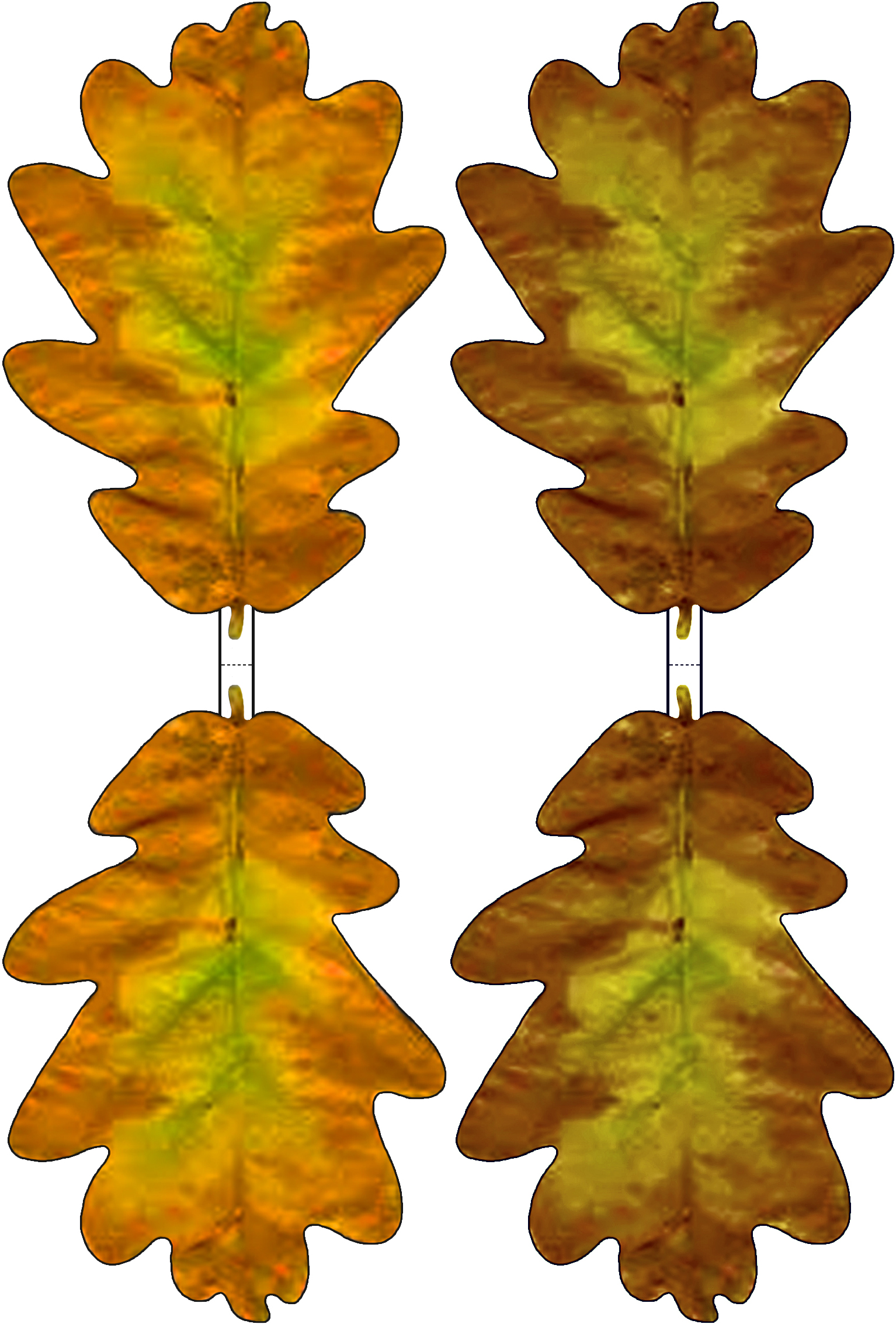 Images Of Oak Leaves Free Cliparts That You Can Download To You