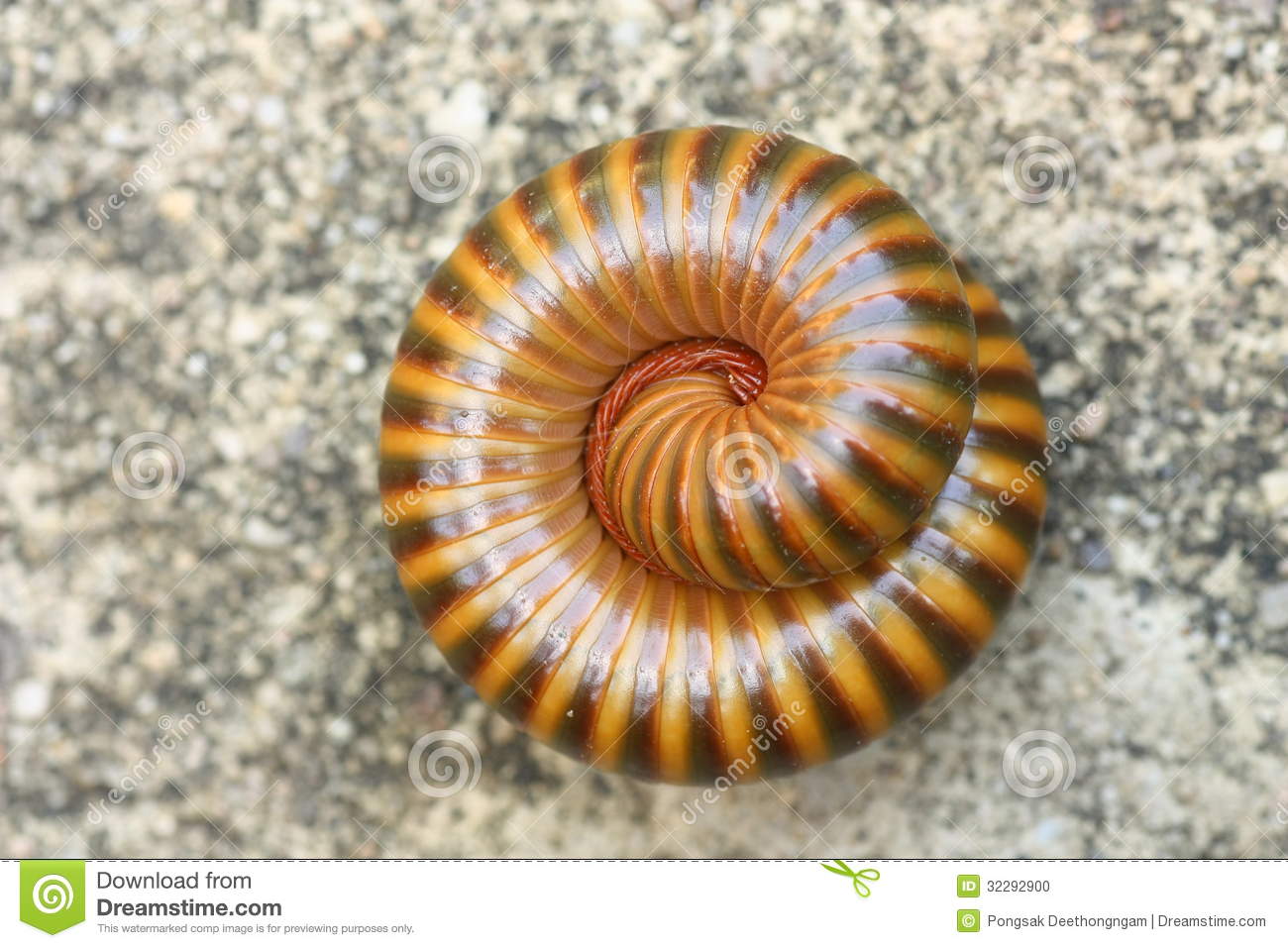 Millipedes Are Similar To Centipedes But Have Two Pairs Of Legs Per