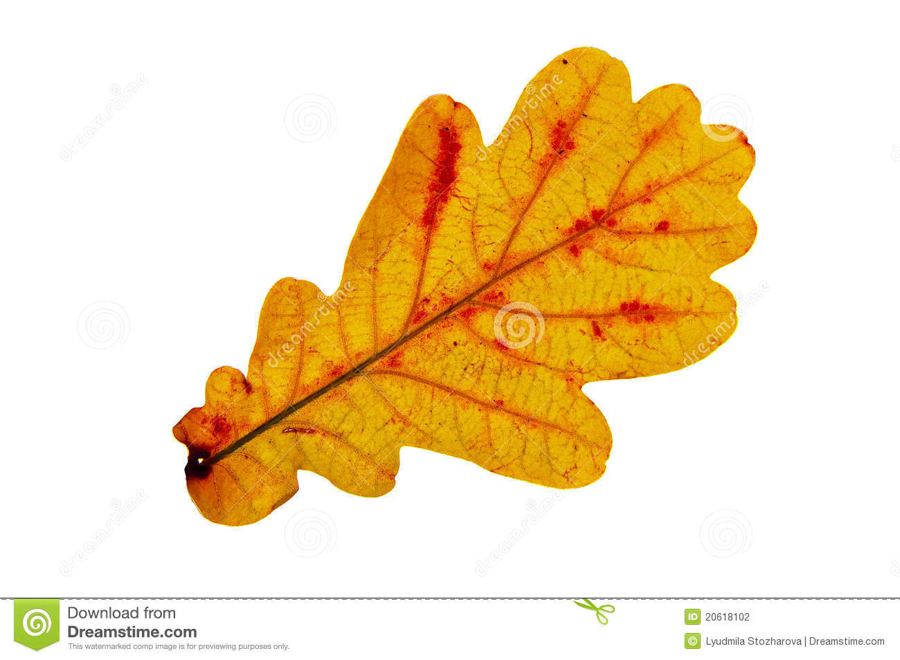 Oak Leaf Stock Photography   Image  20618102