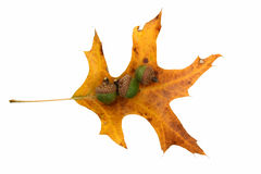 Oak Leaf With Acorns  Stock Photo   Image  52032771