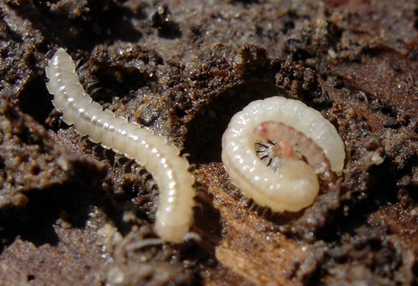 Types Of Centipedes And Millipedes