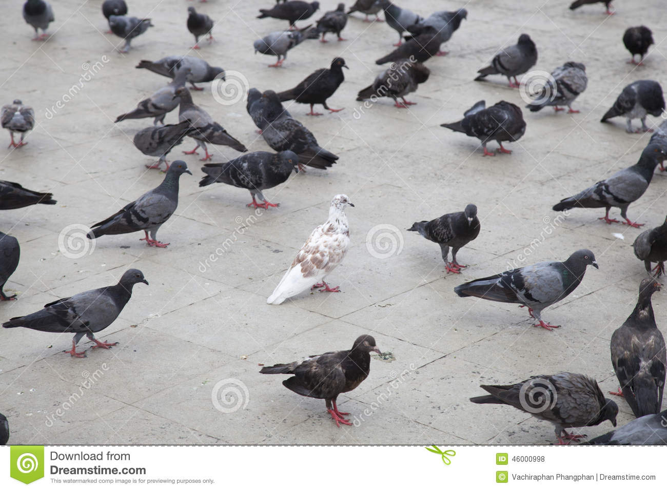 White Doves In The Gray Pigeons  Stock Photo   Image  46000998
